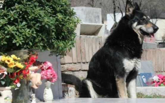 imagen-del-perro-capitan-que-murio-diez-anos-despues-de-la-muerte-de-su-amo