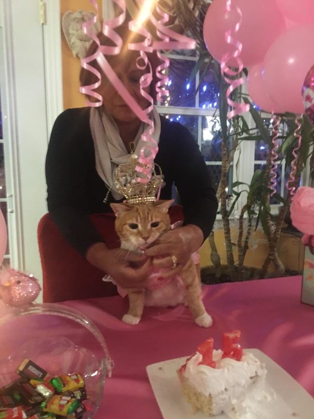 A esta gata le celebraron su quinceañera