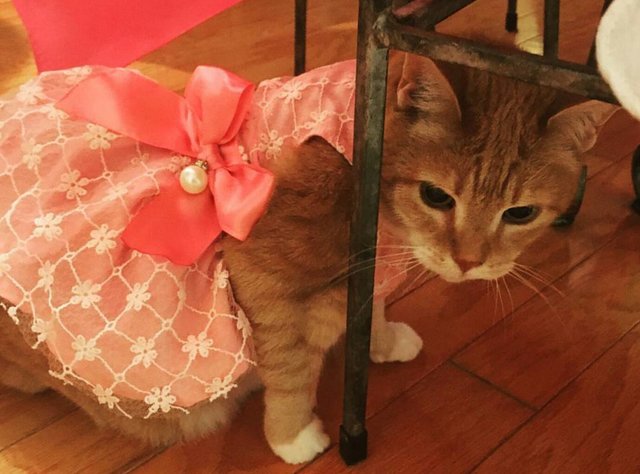 A esta gata le celebraron su quinceañera