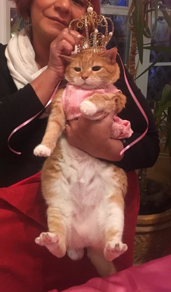 A esta gata le celebraron su quinceañera