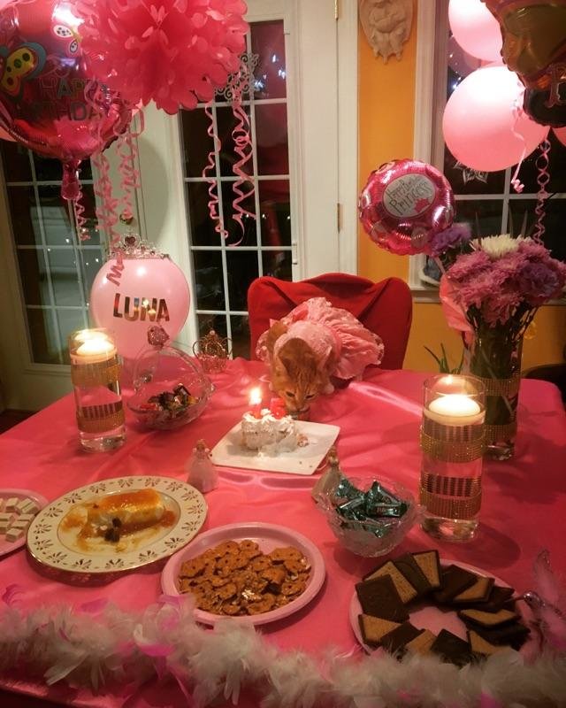 A esta gata le celebraron su quinceañera