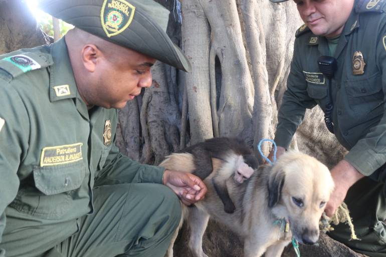Esta perra adoptó y salvó a un changuito y ahora son inseparables