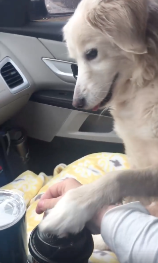 perrita-adoptada-regan-toma-la-mano-de-su-nueva-duena-tras-haber-sido-adoptada-1