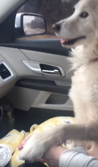 perrita-adoptada-regan-toma-la-mano-de-su-nueva-duena-tras-haber-sido-adoptada-1