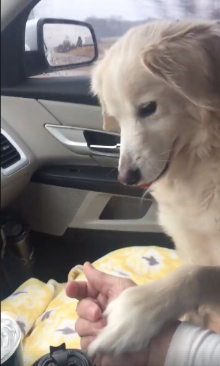 perrita-adoptada-regan-toma-la-mano-de-su-nueva-duena-tras-haber-sido-adoptada-1