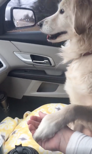 perrita-adoptada-regan-toma-la-mano-de-su-nueva-duena-tras-haber-sido-adoptada-1