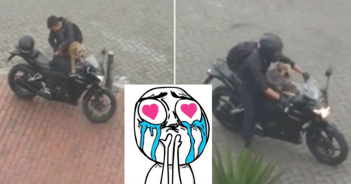 perrito-motociclista