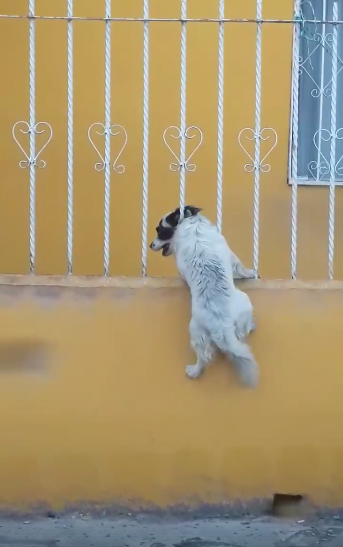 perrito-intenta-escurrirse-por-los-barrotes-para-estar-con-su-amigo