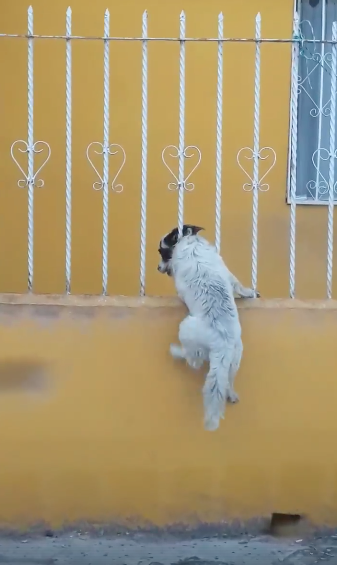 perrito-intenta-escurrirse-por-los-barrotes-para-estar-con-su-amigo