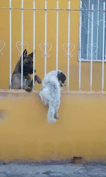 perrito-intenta-escurrirse-por-los-barrotes-para-estar-con-su-amigo