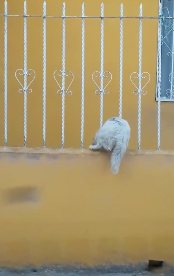 perrito-intenta-escurrirse-por-los-barrotes-para-estar-con-su-amigo