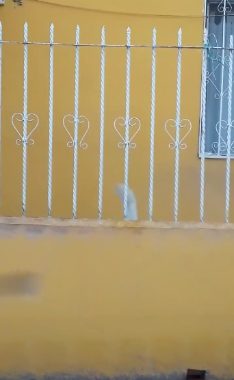 perrito-intenta-escurrirse-por-los-barrotes-para-estar-con-su-amigo