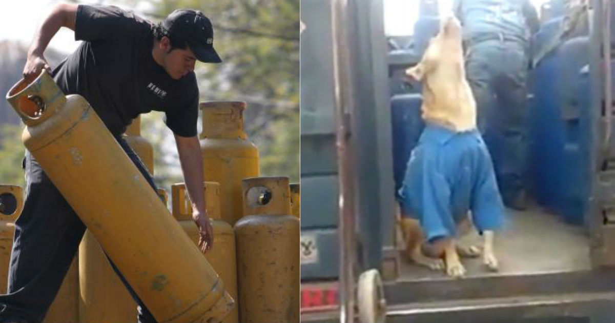 perro-gasero-que-ladra-cuando-escucha-el-grito-del-gas-en-mexico