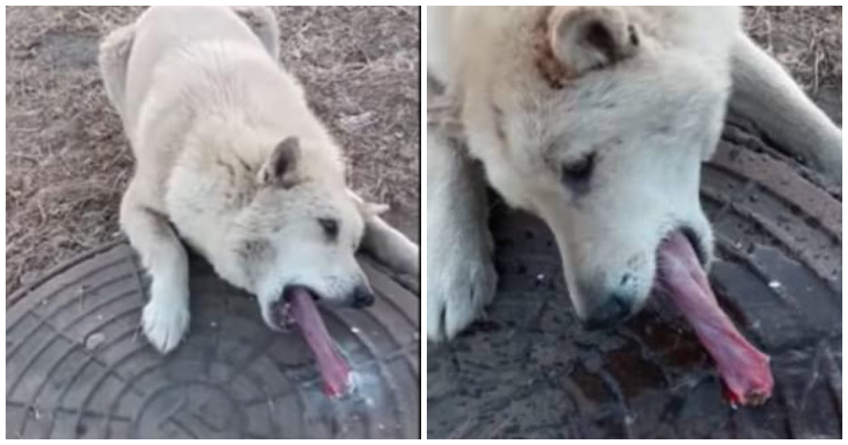 Perro con la lengua pegada a una alcantarilla congelada