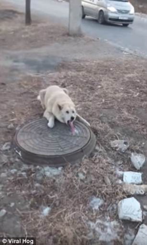 Perro con la lengua pegada en la coladera por el frío