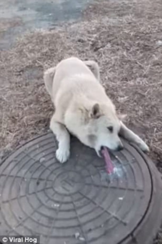 Perro con la lengua pegada en la coladera por el frío