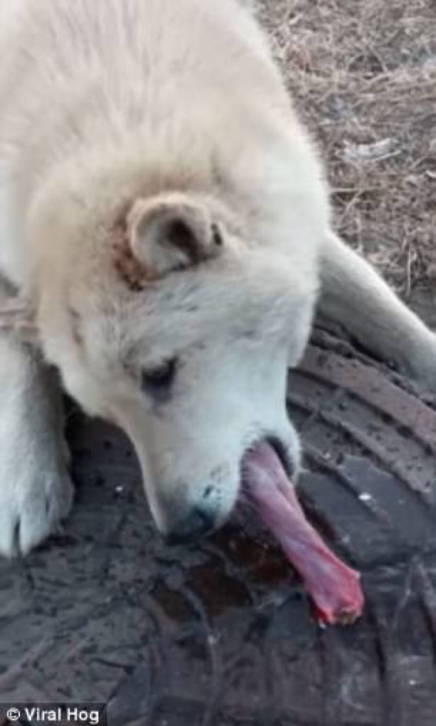 Perro con la lengua pegada en la coladera por el frío