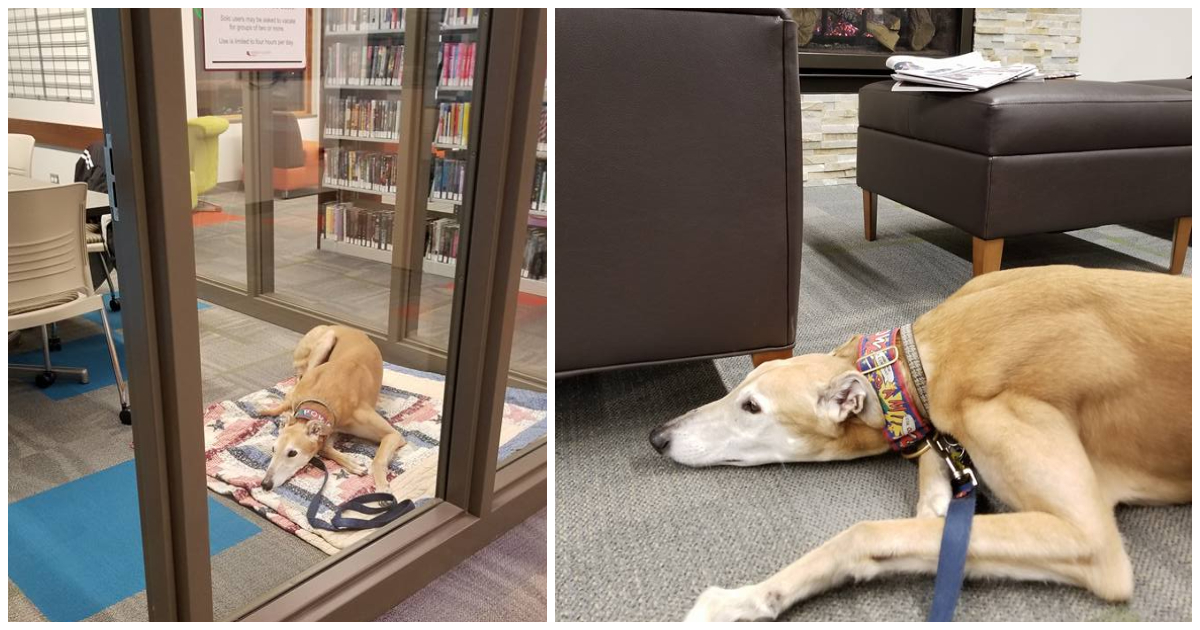 Sting, el galgo, "triste" en una biblioteca
