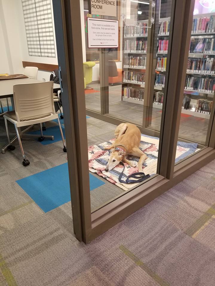 Sting, el galgo, "triste" en una biblioteca