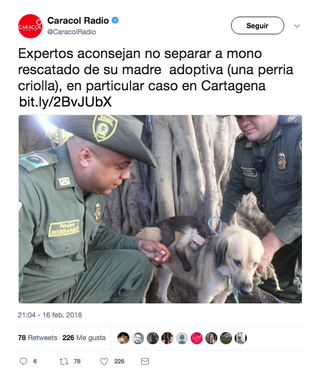 Esta perra adoptó y salvó a un changuito y ahora son inseparables