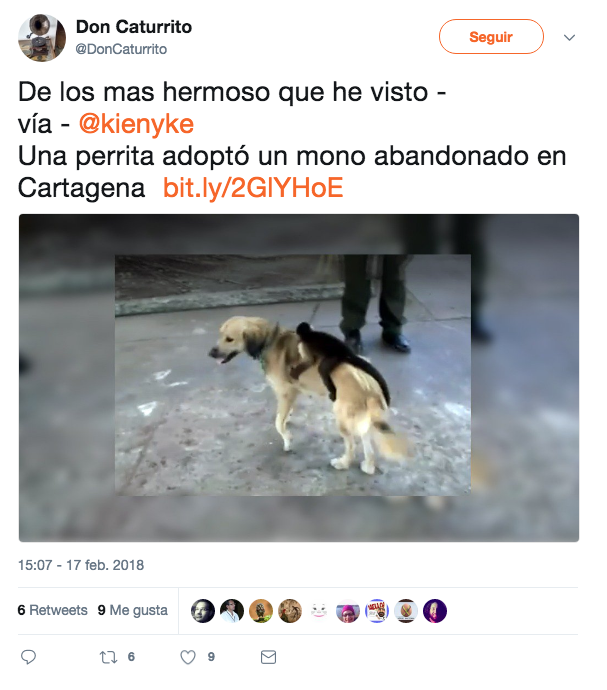 Esta perra adoptó y salvó a un changuito y ahora son inseparables