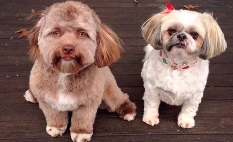Bob perro con cara humana 