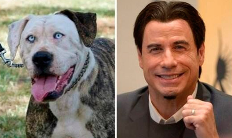 Boof el perro que se parece a John Travolta 