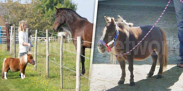 animales-enanos-extranos-sacaran-onda-cualquiera-galeria-fotos