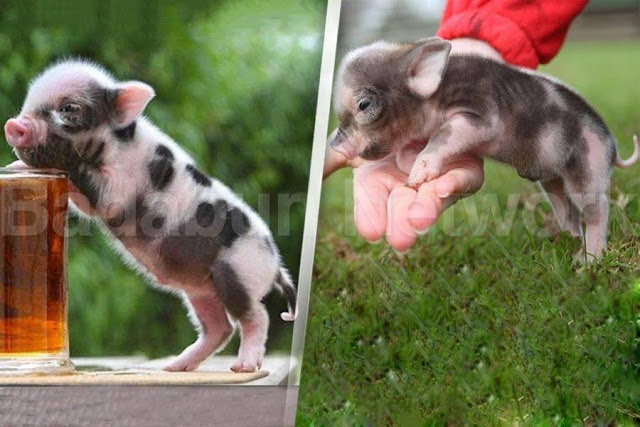 animales-enanos-extranos-sacaran-onda-cualquiera-galeria-fotos