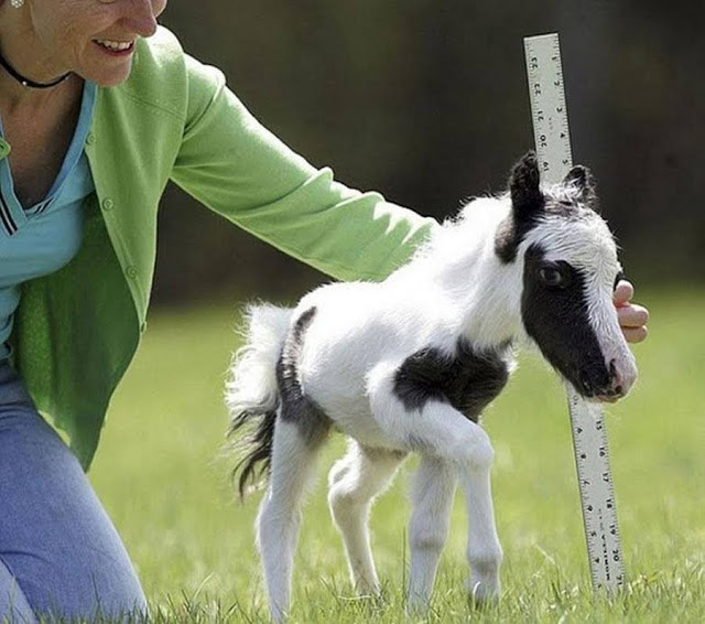 animales-enanos-extranos-sacaran-onda-cualquiera-galeria-fotos