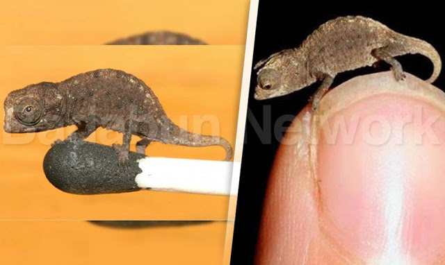 animales-enanos-extranos-sacaran-onda-cualquiera-galeria-fotos