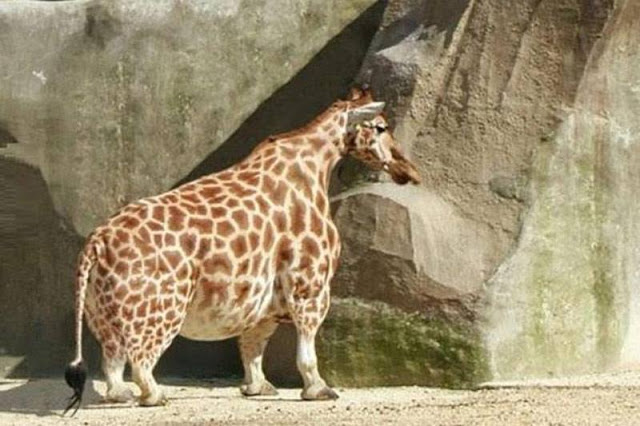 animales-enanos-extranos-sacaran-onda-cualquiera-galeria-fotos