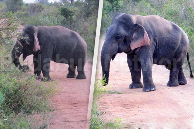 animales-enanos-extranos-sacaran-onda-cualquiera-galeria-fotos