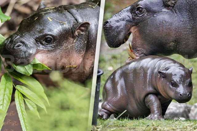 animales-enanos-extranos-sacaran-onda-cualquiera-galeria-fotos