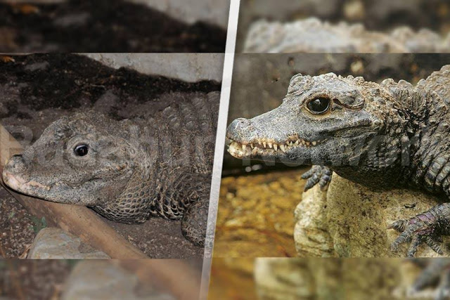 animales-enanos-extranos-sacaran-onda-cualquiera-galeria-fotos