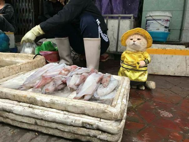 disfraz-gato-pescadero-vietnam-tierno-viraliza-internet-redes-sociales