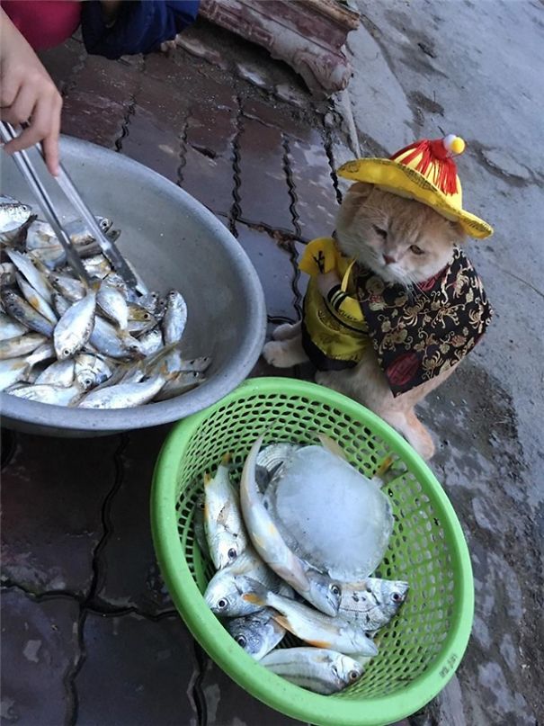disfraz-gato-pescadero-vietnam-tierno-viraliza-internet-redes-sociales