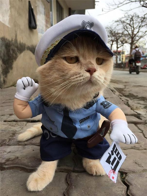 disfraz-gato-pescadero-vietnam-tierno-viraliza-internet-redes-sociales