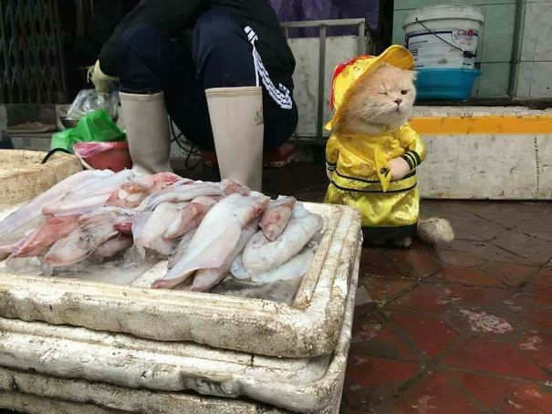disfraz-gato-pescadero-vietnam-tierno-viraliza-internet-redes-sociales