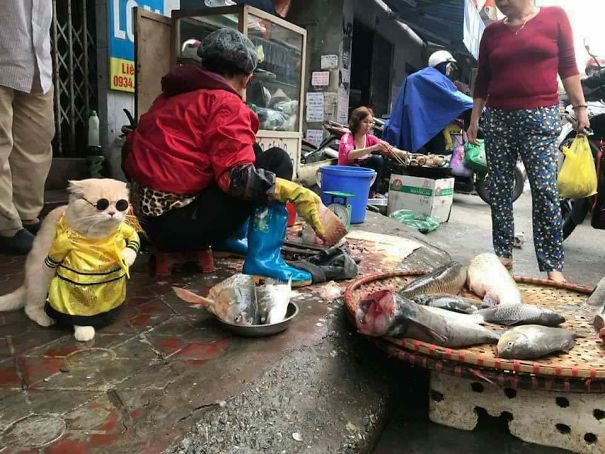 disfraz-gato-pescadero-vietnam-tierno-viraliza-internet-redes-sociales