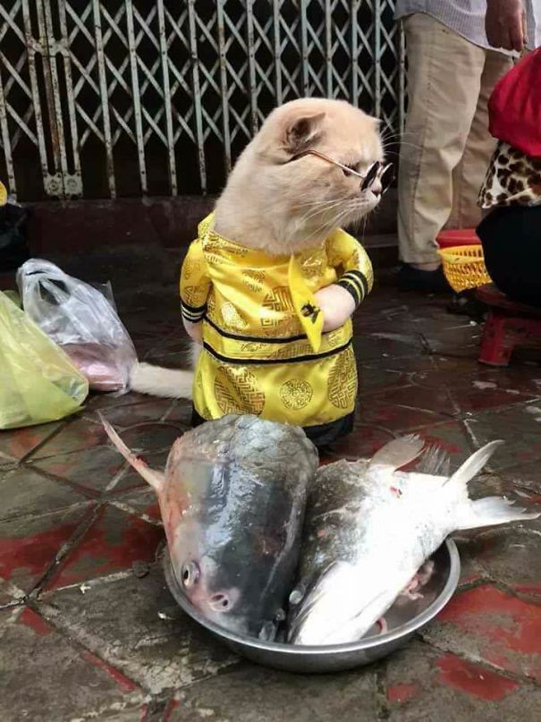 disfraz-gato-pescadero-vietnam-tierno-viraliza-internet-redes-sociales