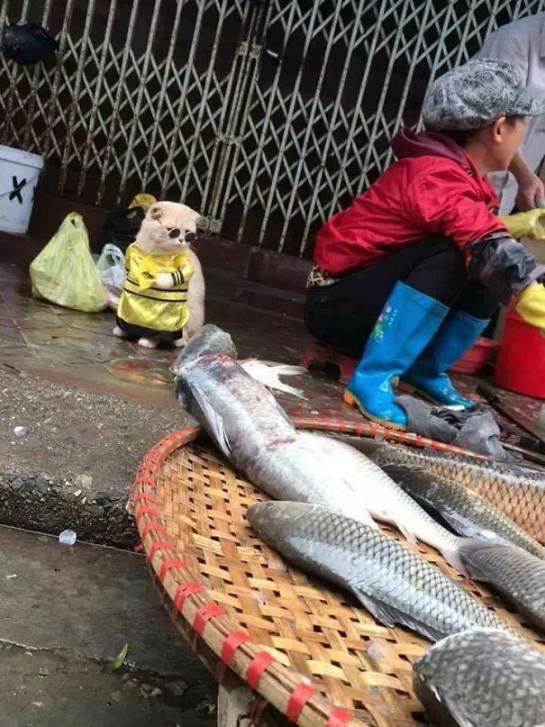 disfraz-gato-pescadero-vietnam-tierno-viraliza-internet-redes-sociales