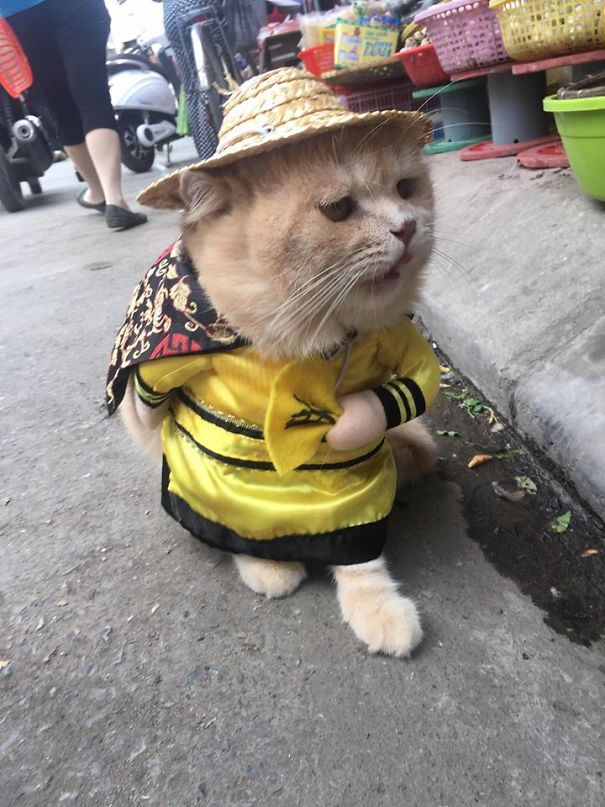 disfraz-gato-pescadero-vietnam-tierno-viraliza-internet-redes-sociales