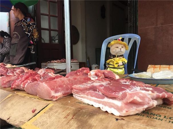disfraz-gato-pescadero-vietnam-tierno-viraliza-internet-redes-sociales