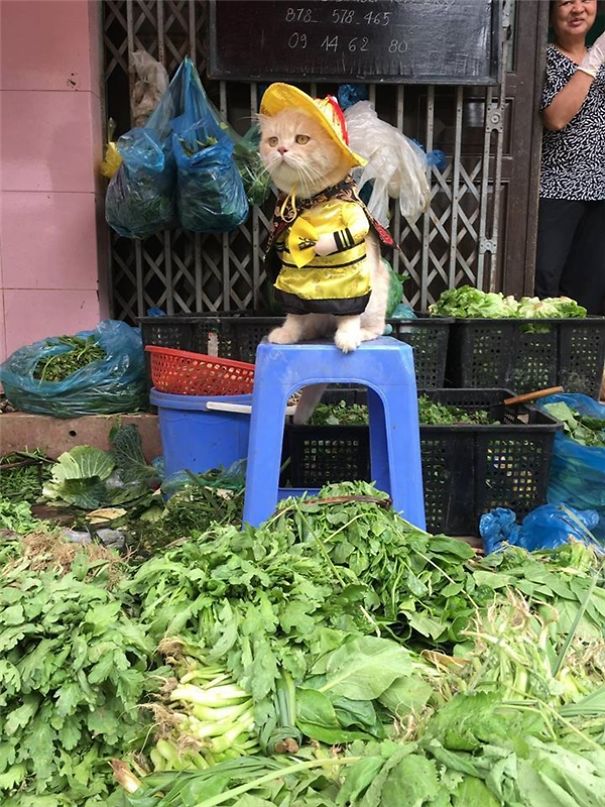 disfraz-gato-pescadero-vietnam-tierno-viraliza-internet-redes-sociales
