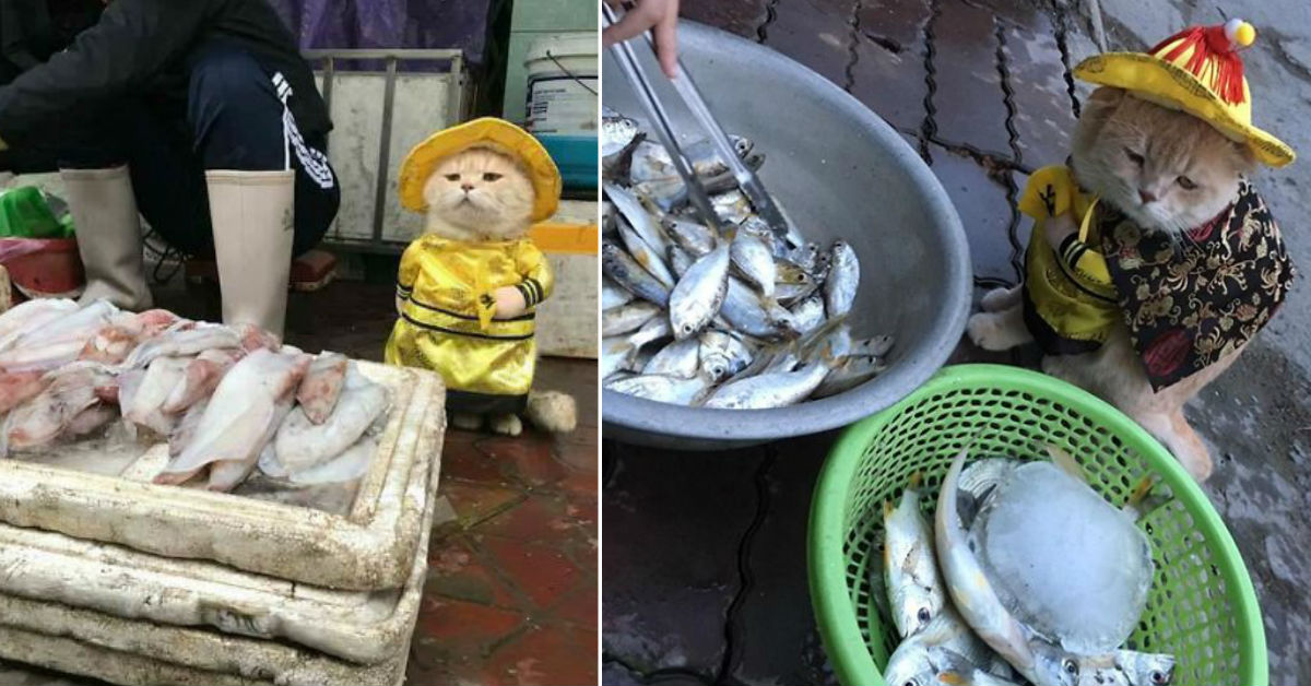 disfraz-gato-pescadero-vietnam-tierno-viraliza-internet-redes-sociales