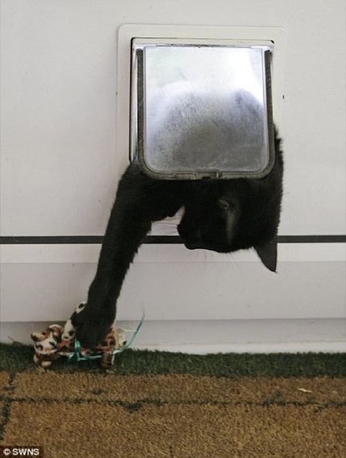 Estas fotos demuestran que los gatos no respetan nada