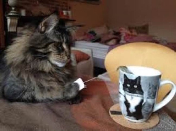 Estas fotos demuestran que los gatos no respetan nada