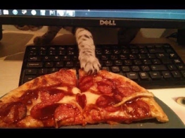 Estas fotos demuestran que los gatos no respetan nada