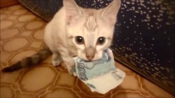 Estas fotos demuestran que los gatos no respetan nada